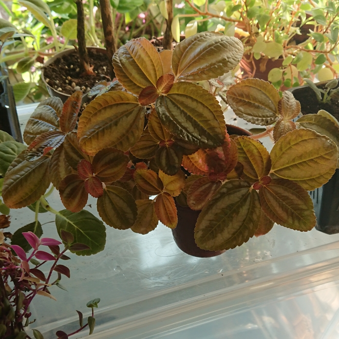Plant image Pilea involucrata 'Norfolk'