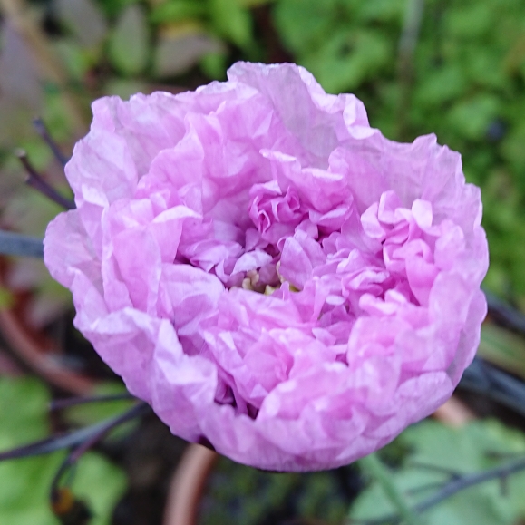 plant image 1610464