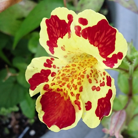 plant image 1610485 plant image 1610485