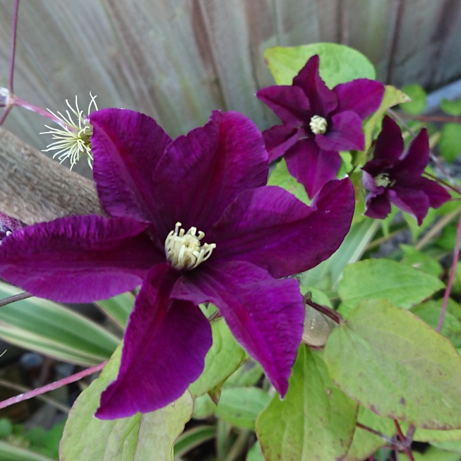plant image 1610487 plant image 1610487