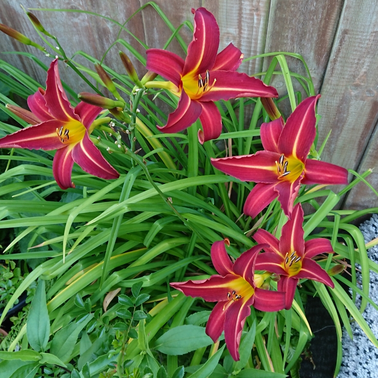 plant image 1610488 plant image 1610488