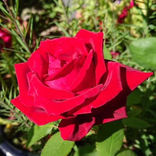 plant image 1617462 plant image 1617462