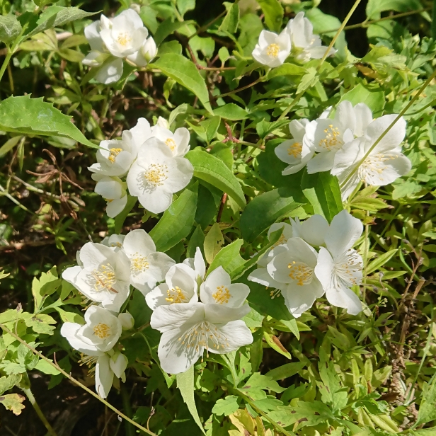 plant image 1672453 plant image 1672453