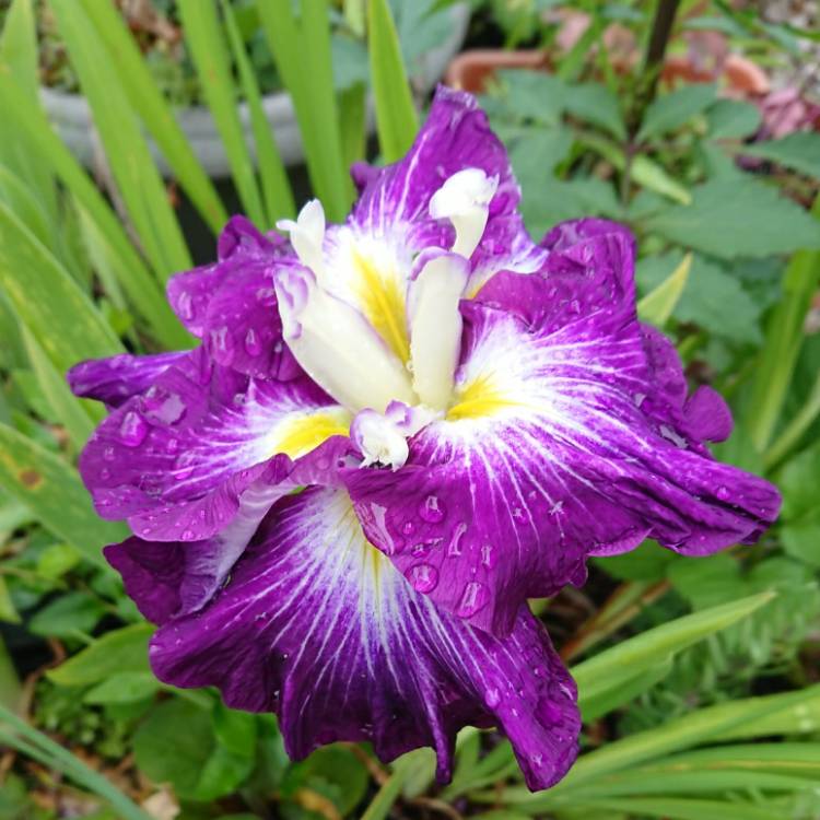 plant image 1673713 plant image 1673713