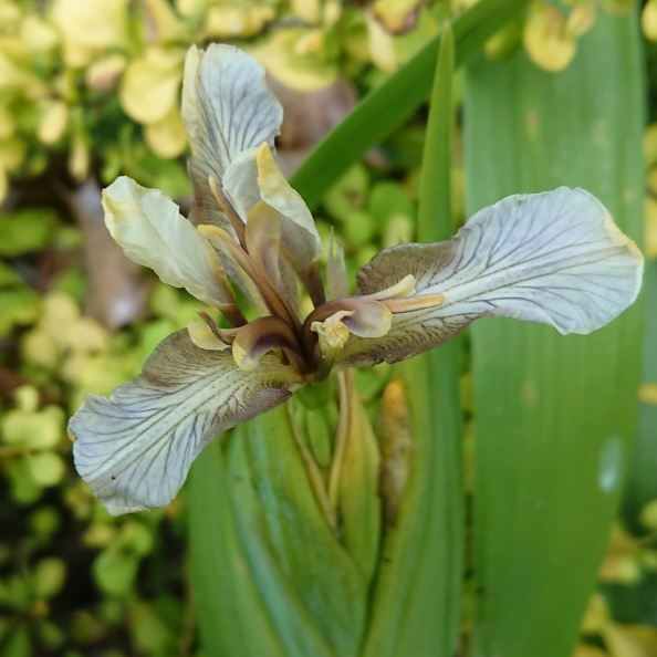 plant image 1673906