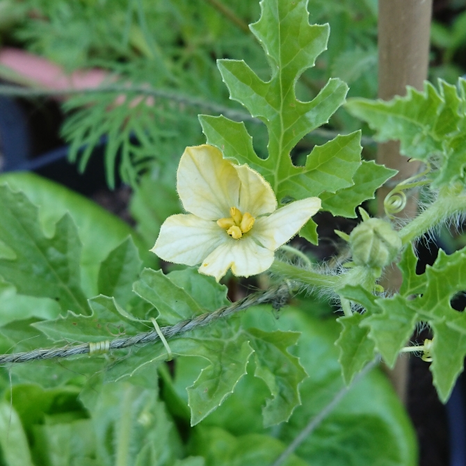 Plant image Citrullus Lanatus
