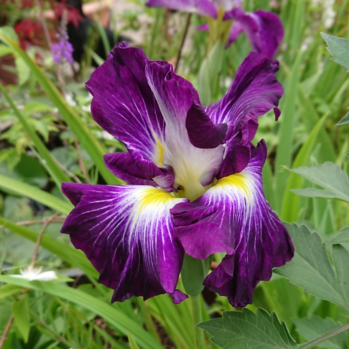 plant image 1674770 plant image 1674770