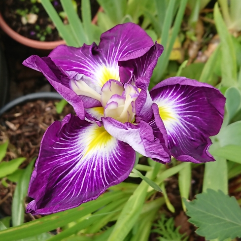 plant image 1674772 plant image 1674772