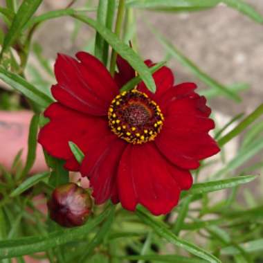 Golden Tickseed