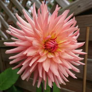 Dahlia 'Preference'