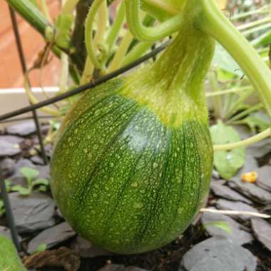 Pumpkin
