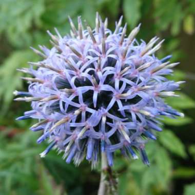 Globe Thistle