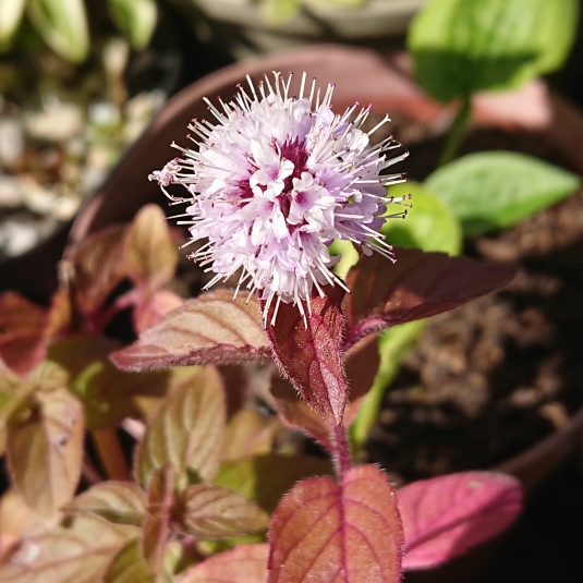 Plant image Mentha aquatica syn. Mentha hirsuta
