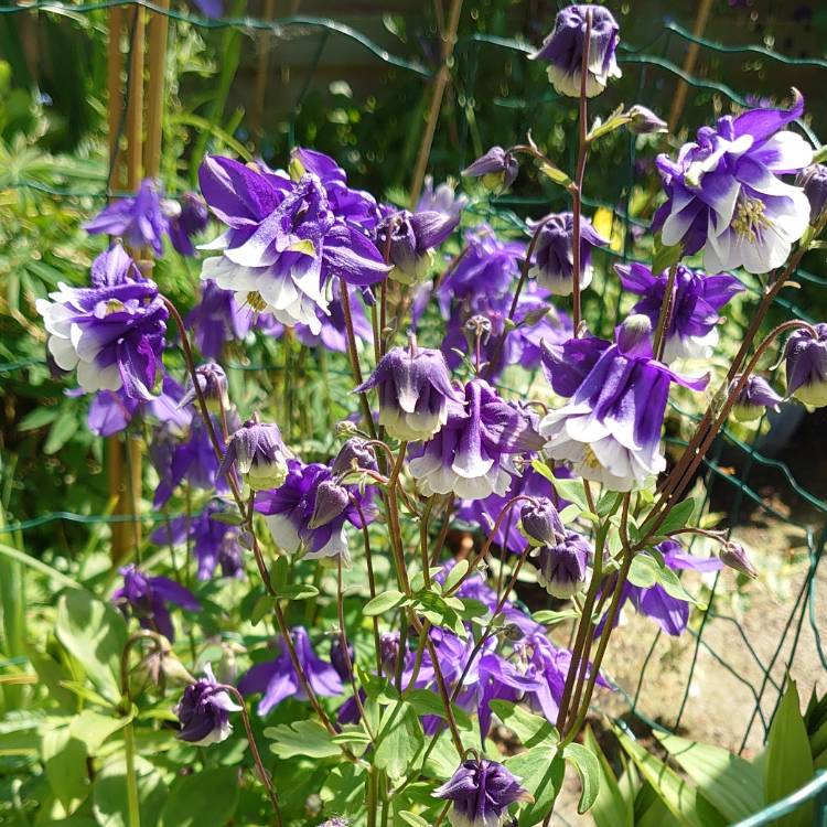 plant image 1709436 plant image 1709436
