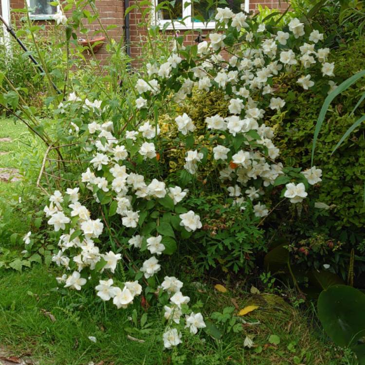 plant image 1717272 plant image 1717272