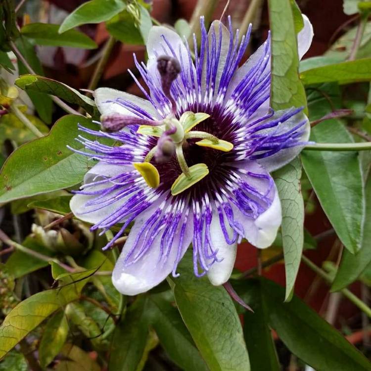 plant image 556636