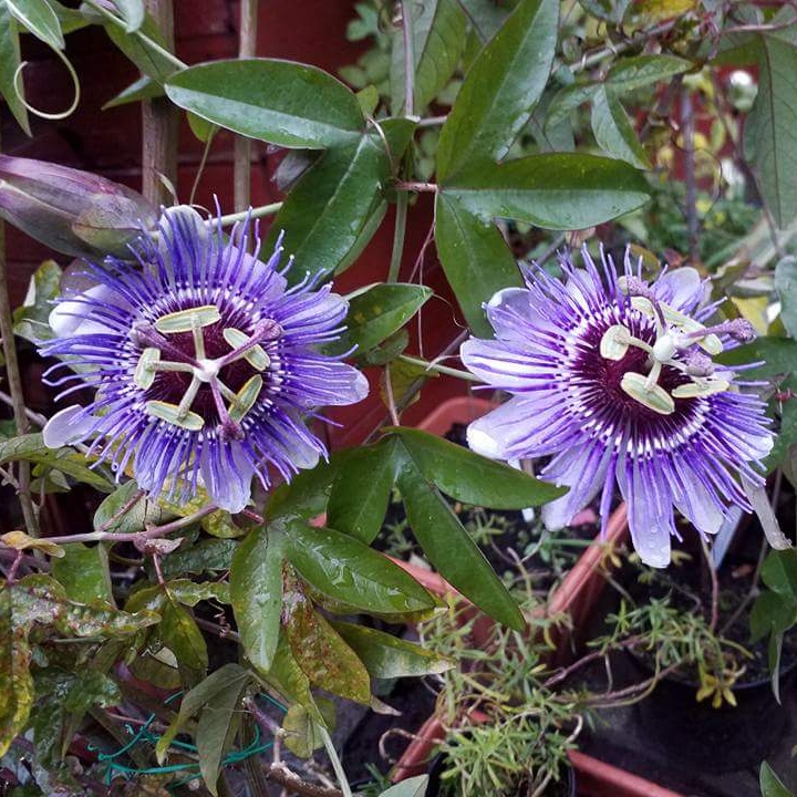 plant image 556638