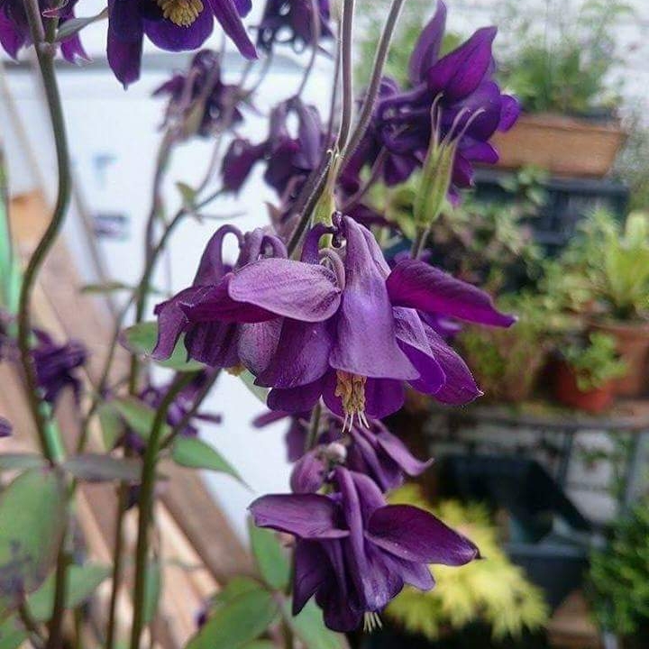 plant image 557284