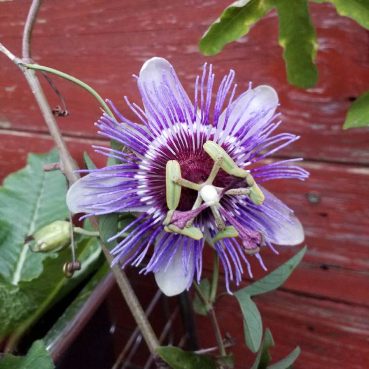 plant image 558356