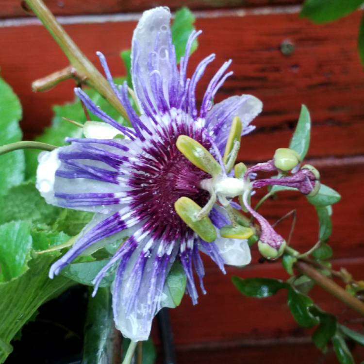 plant image 558854