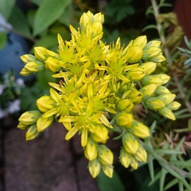 plant image 560667