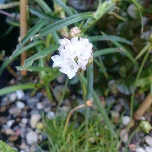 plant image 560730
