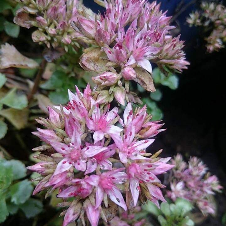 plant image 561543