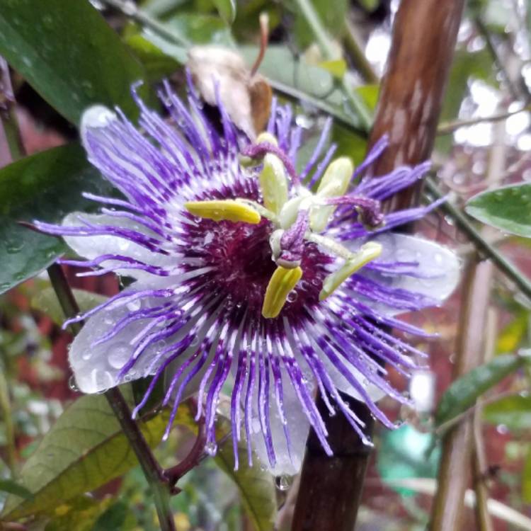 plant image 566575