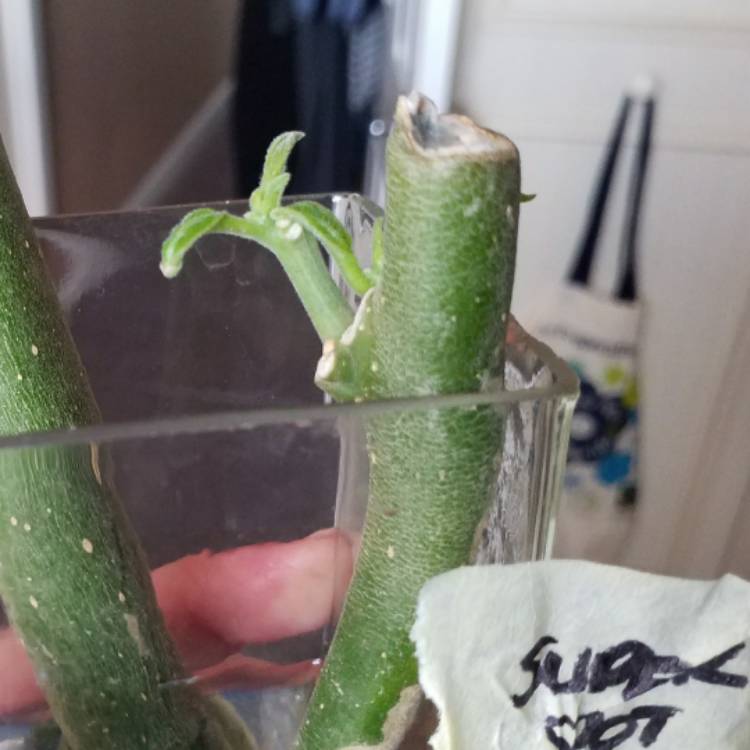 plant image 574397