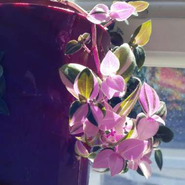 Tradescantia fluminensis 'Laekenensis' syn. Tradescantia fluminensis 'Laekenensis Rainbow'