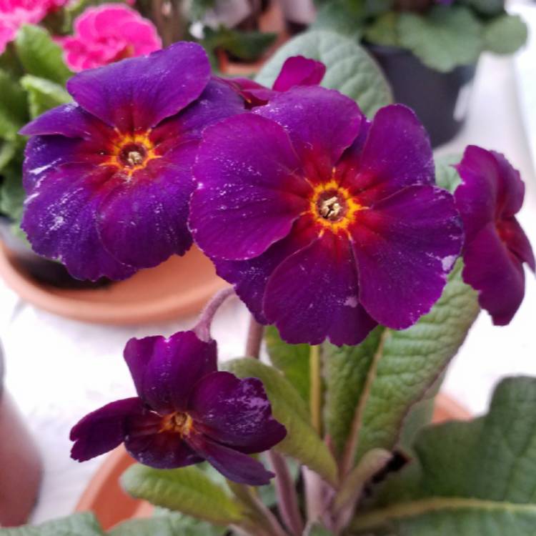 plant image 642962