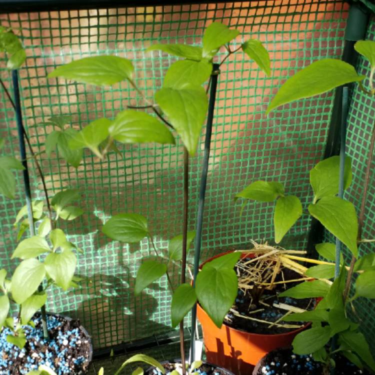 plant image 652412 plant image 652412