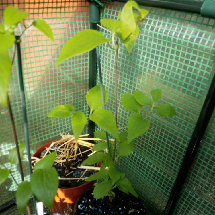 plant image 652413 plant image 652413