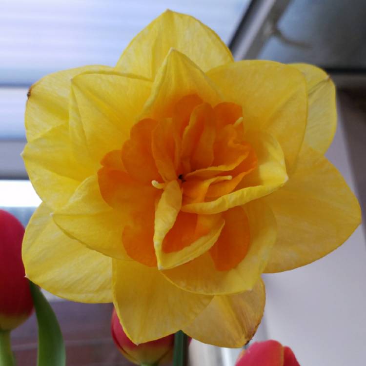 plant image 659911 plant image 659911