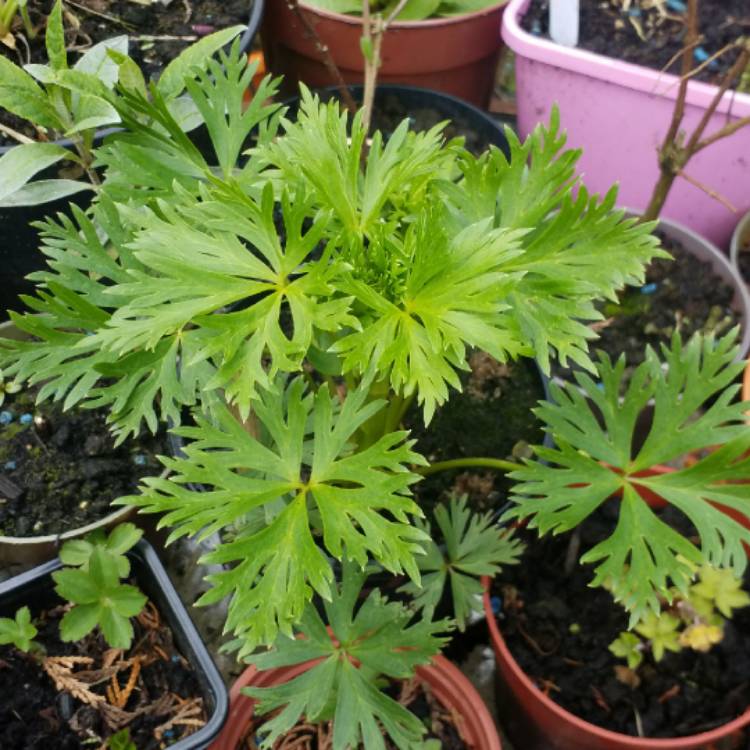 plant image 661696 plant image 661696