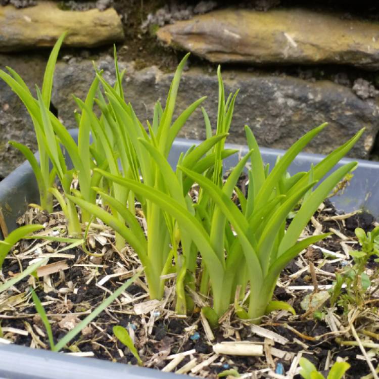 plant image 661720 plant image 661720