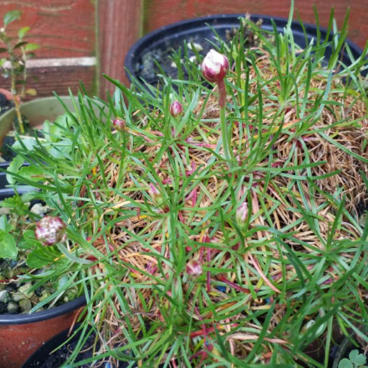 plant image 661804