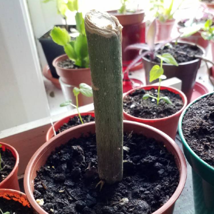 plant image 664746