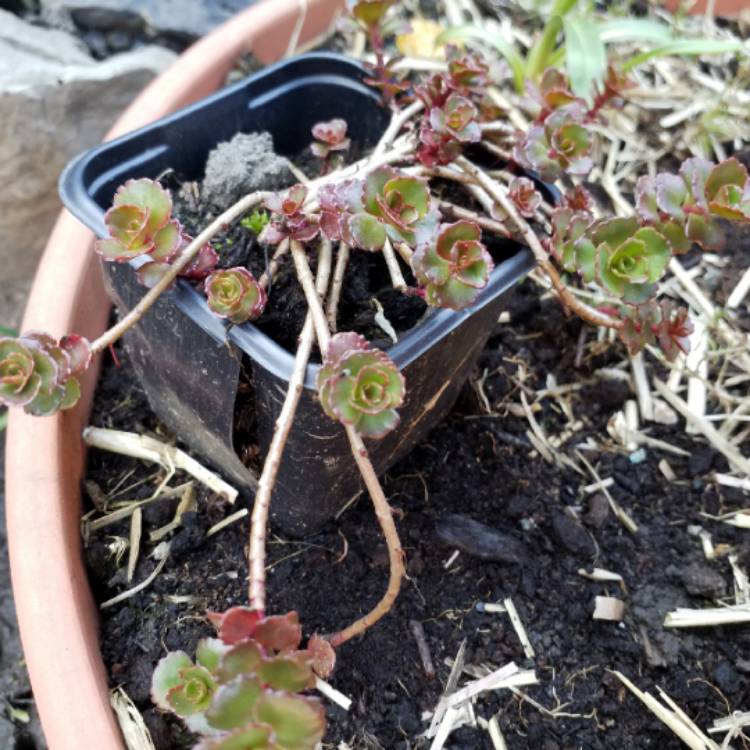 plant image 664802
