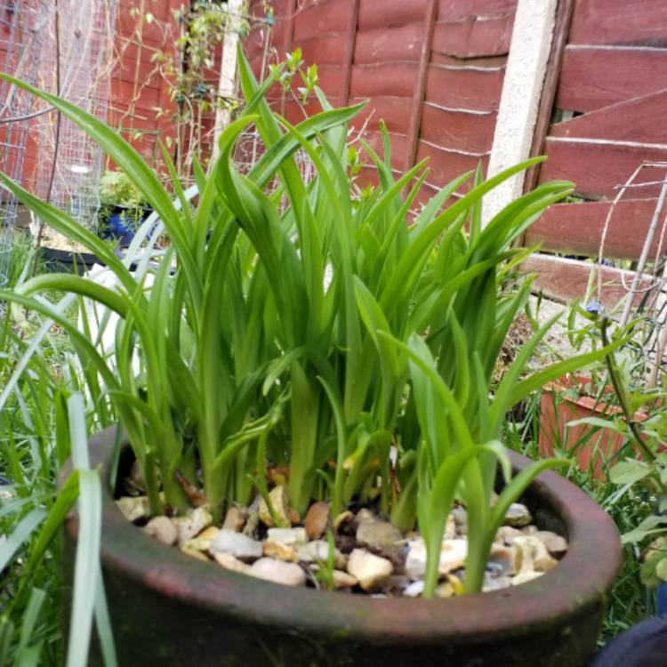 plant image 679095 plant image 679095