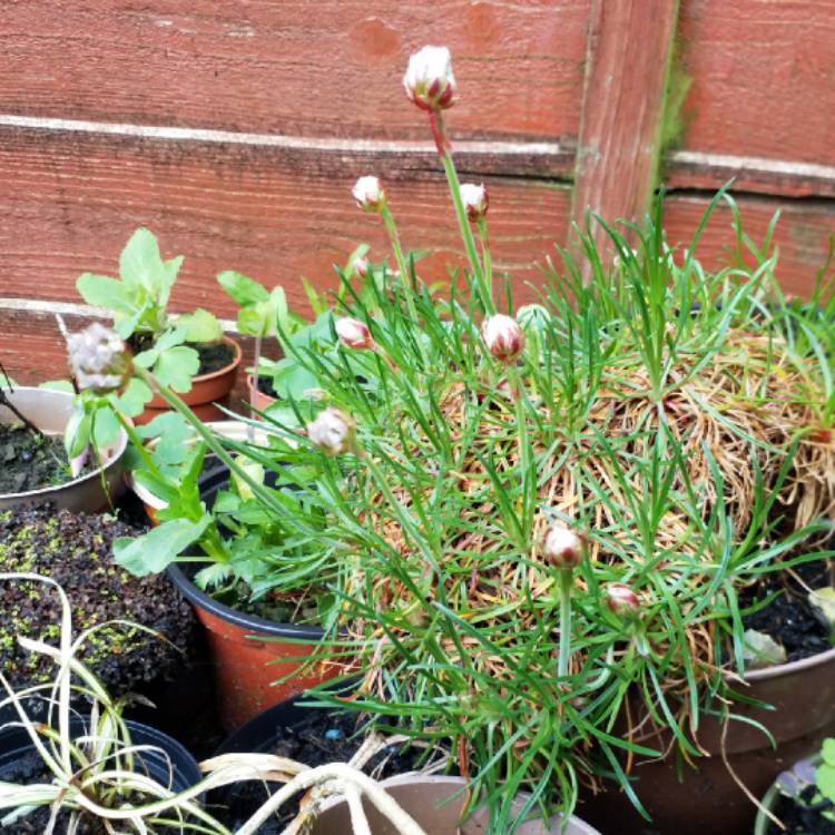 plant image 679107