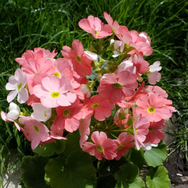 plant image 679114 plant image 679114