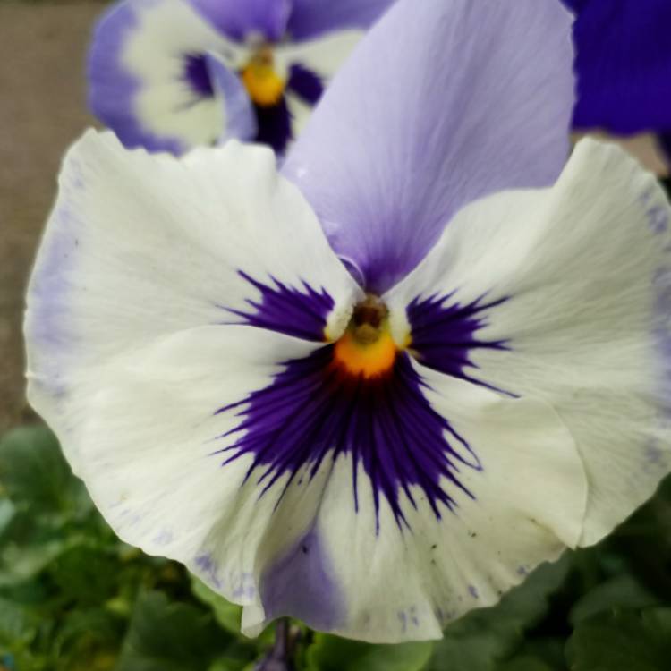 Plant image Viola cornuta 'Penny Marina'