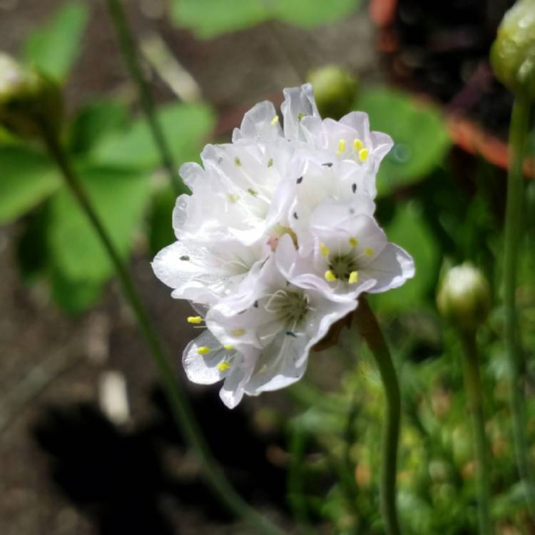 plant image 700942