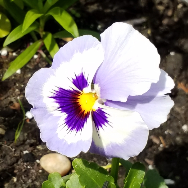 plant image 705039