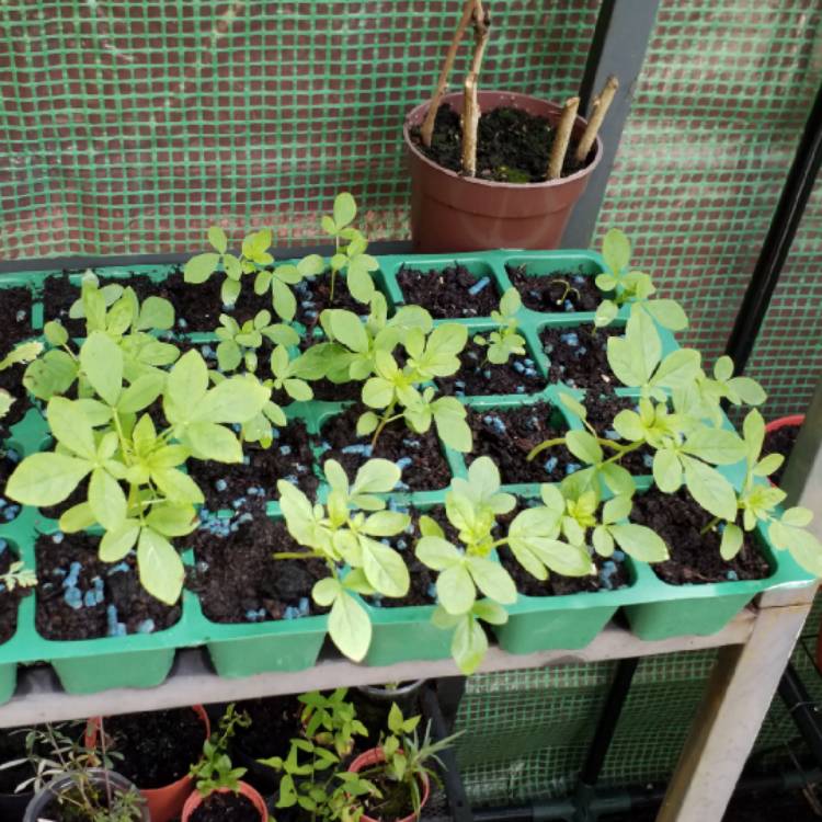 plant image 716913 plant image 716913