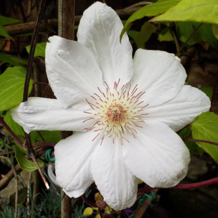 plant image 722892 plant image 722892