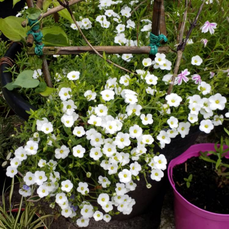 plant image 722903