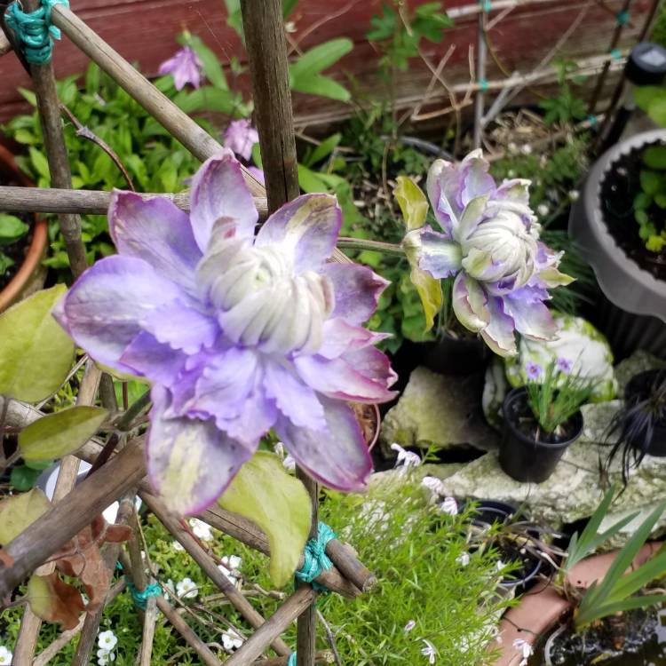 plant image 725317 plant image 725317