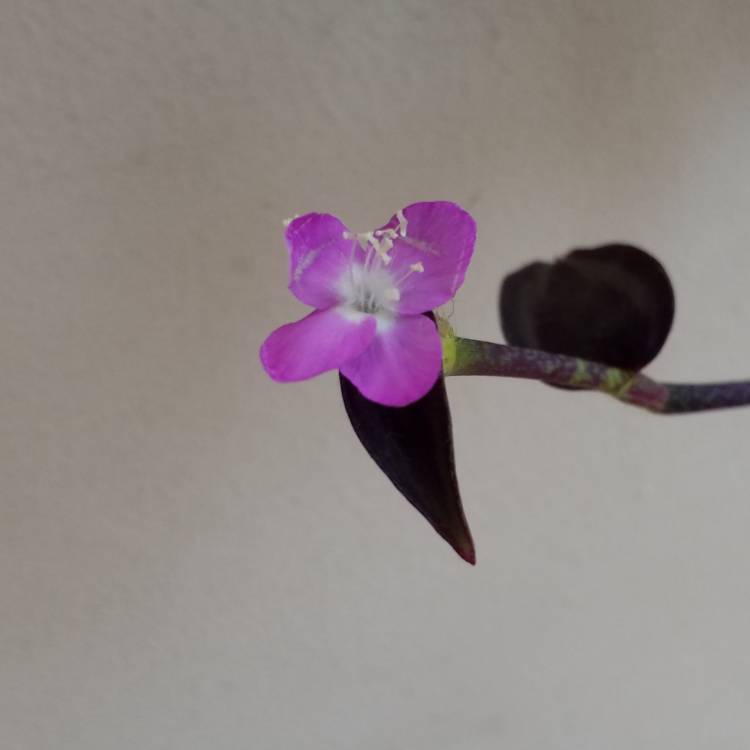 plant image 725320 plant image 725320
